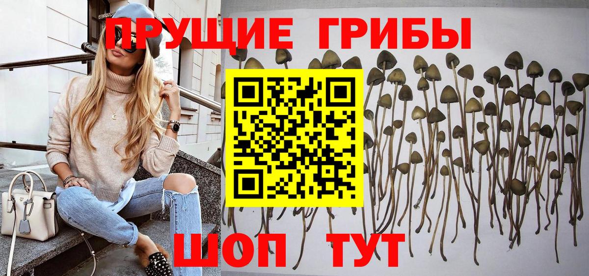 Псилоцибиновые грибы GOLDEN TEACHER  Вход с VPN  Клин  Псилоцибиновые грибы мицелий 
